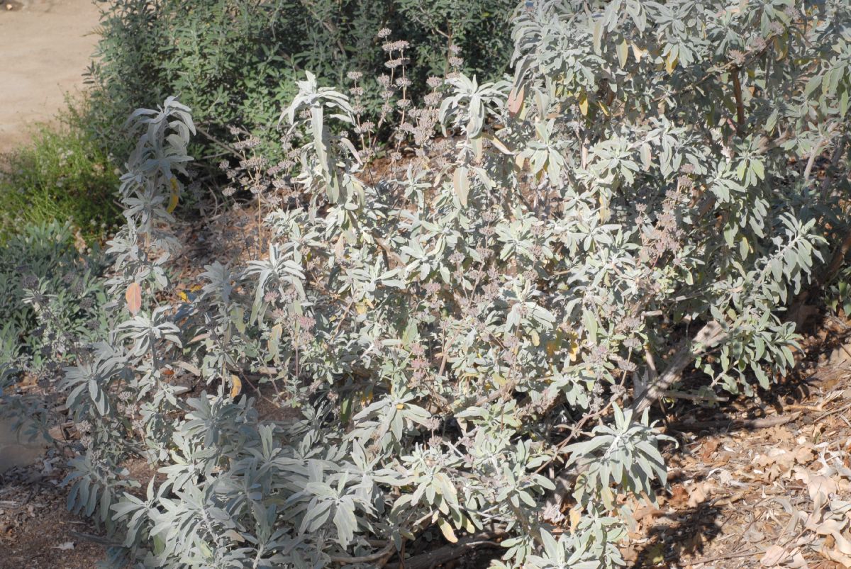 Lamiaceae Salvia leucophylla