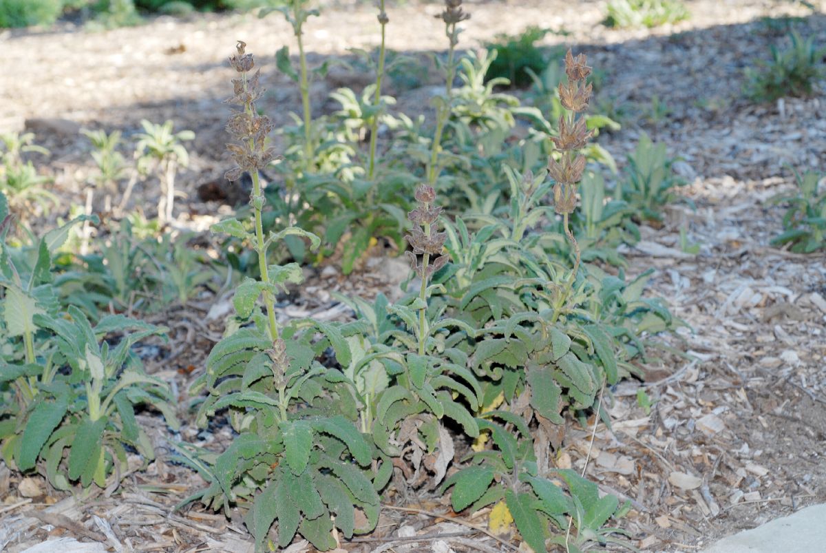 Lamiaceae Salvia spathacea