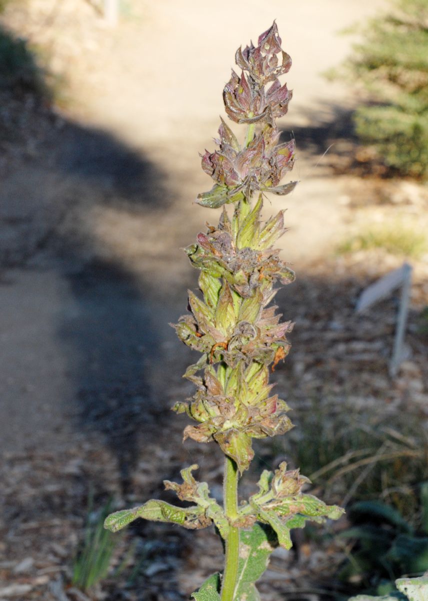Lamiaceae Salvia spathacea