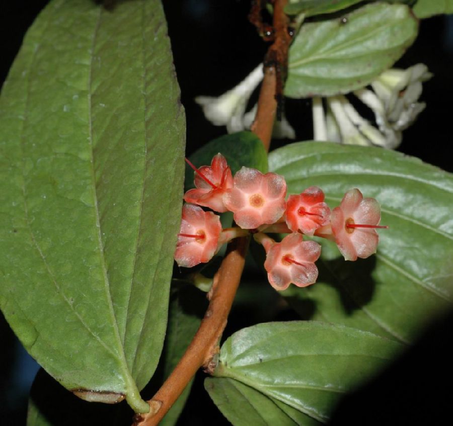 Ericaceae Anthopterus wardii