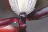 image of Orchidantha longiflora