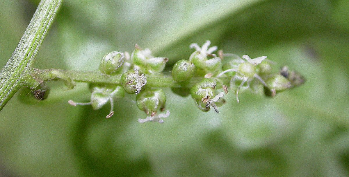 Amaranthaceae Deeringia amaranthoides