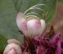 image of Clerodendrum chinese
