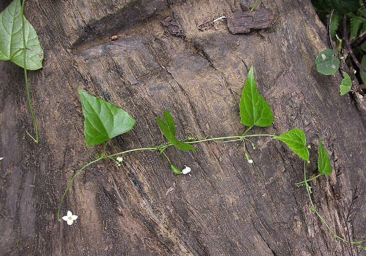 Cucurbitaceae Melothria 