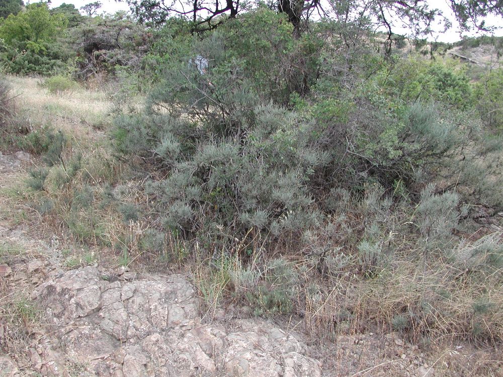 Ephedraceae Ephedra procera