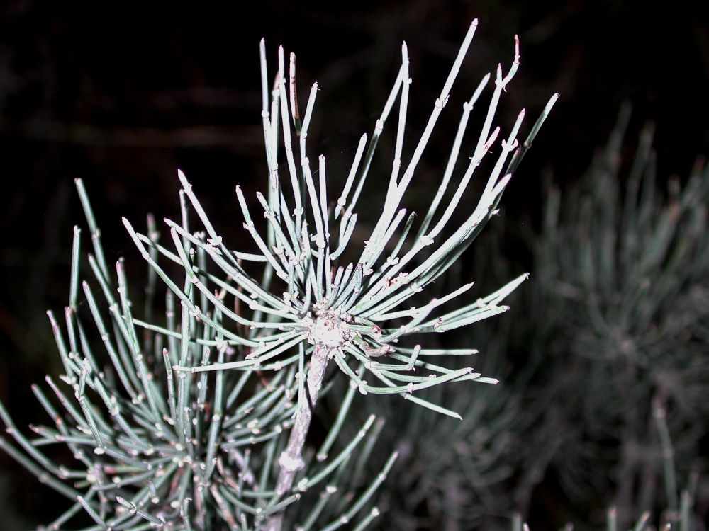 Ephedraceae Ephedra procera