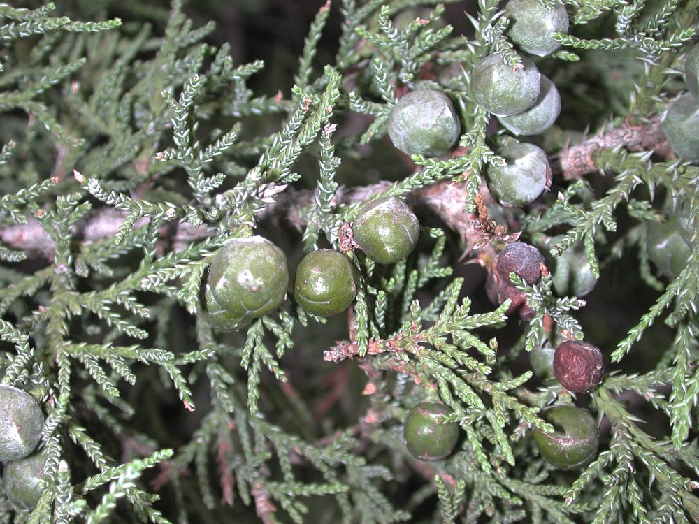 Cupressaceae Juniperus polycarpa