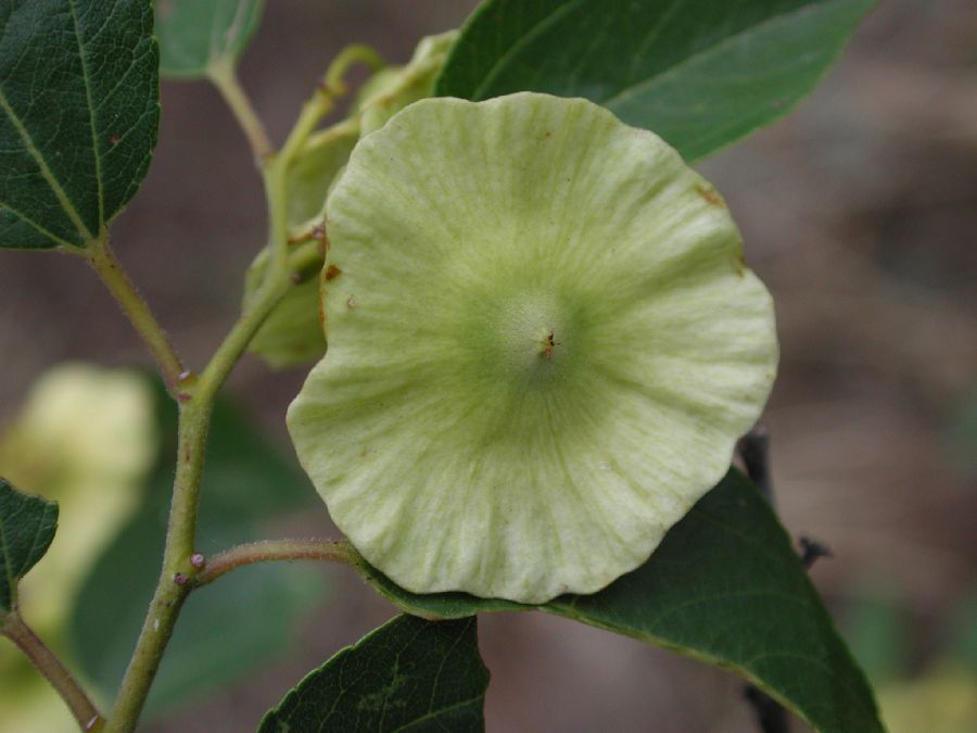 Rhamnaceae Paliurus spina-christi