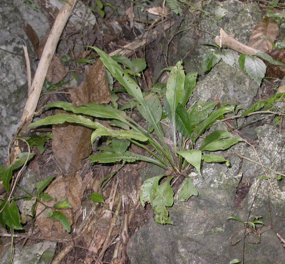 Aspleniaceae Asplenium 