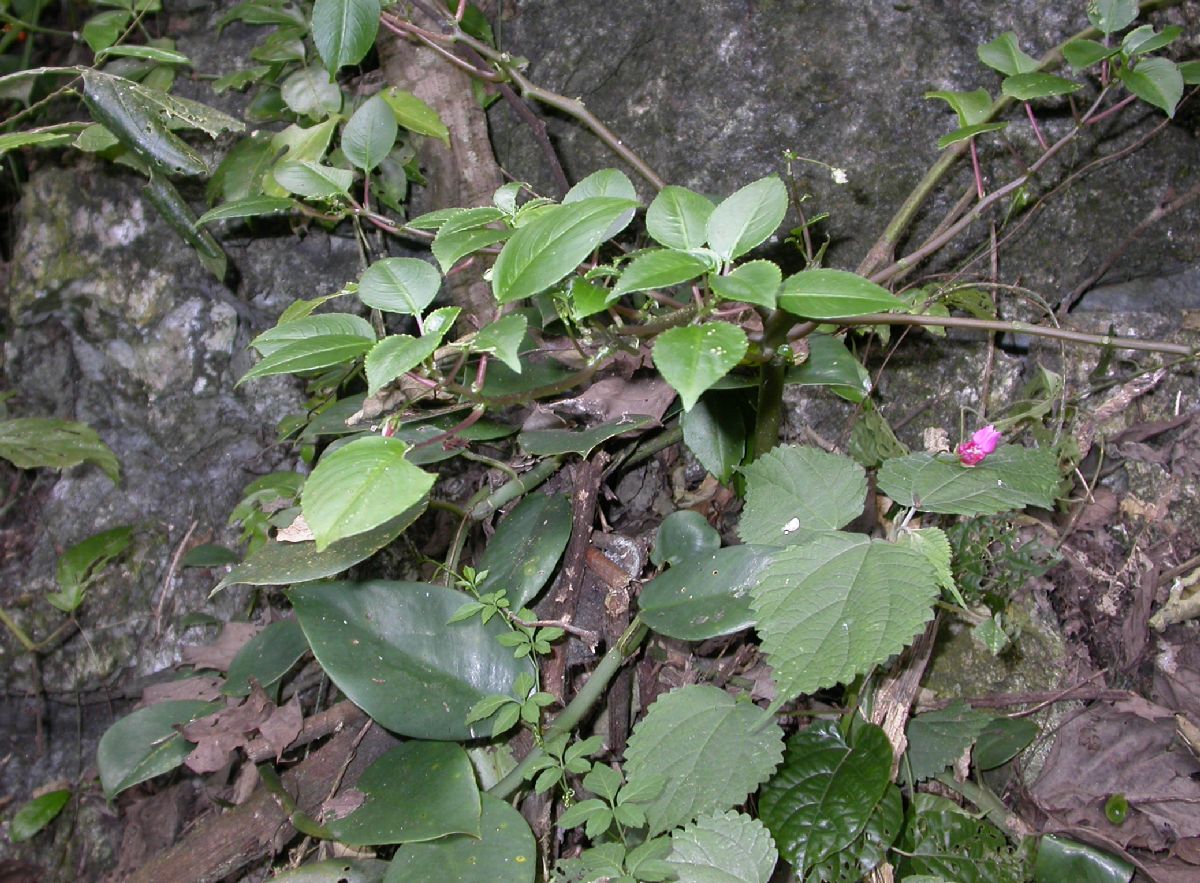 Balsaminaceae Impatiens 