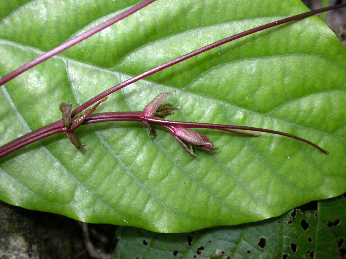 Vitaceae Cayratia 