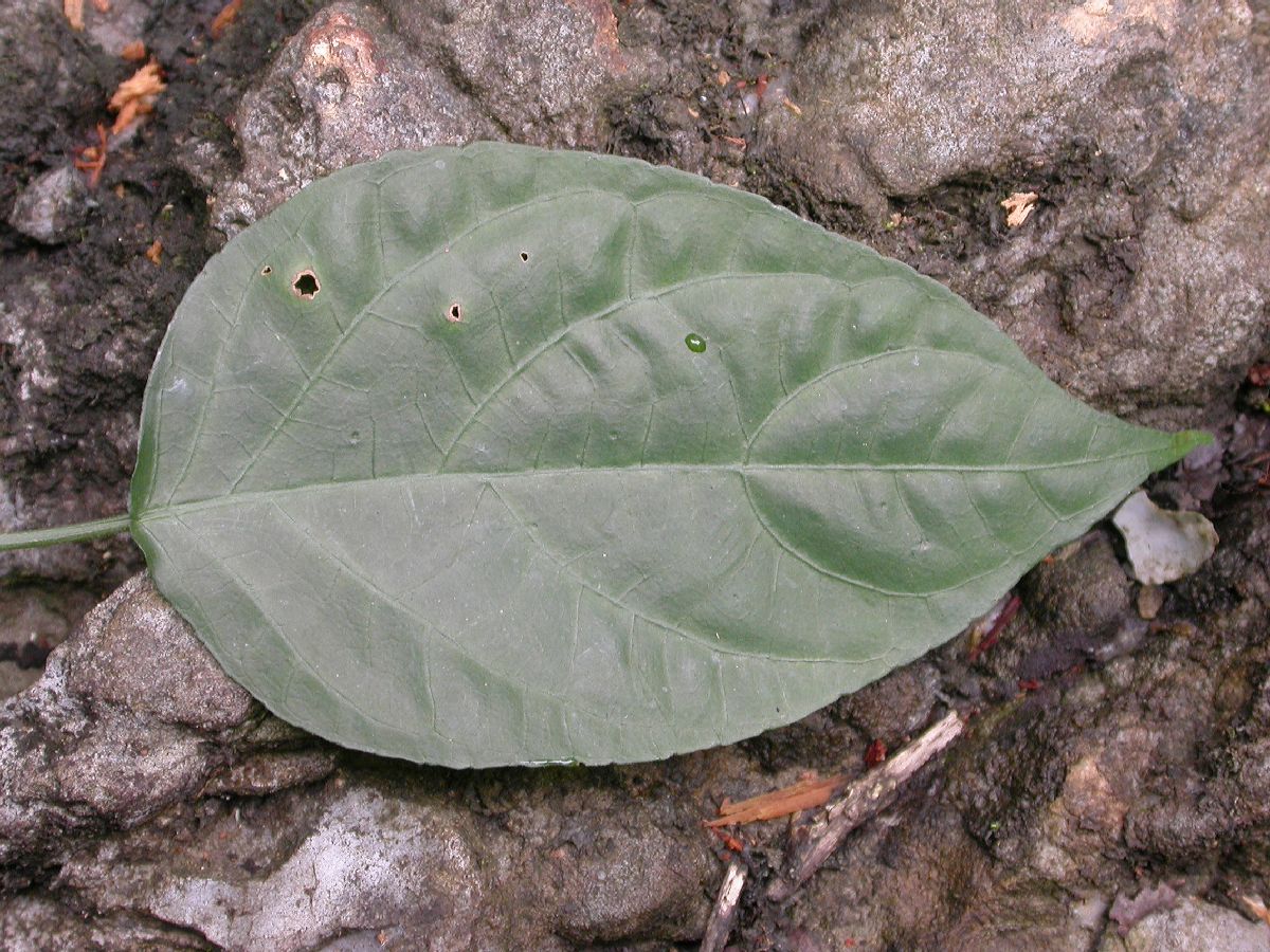 Acanthaceae  