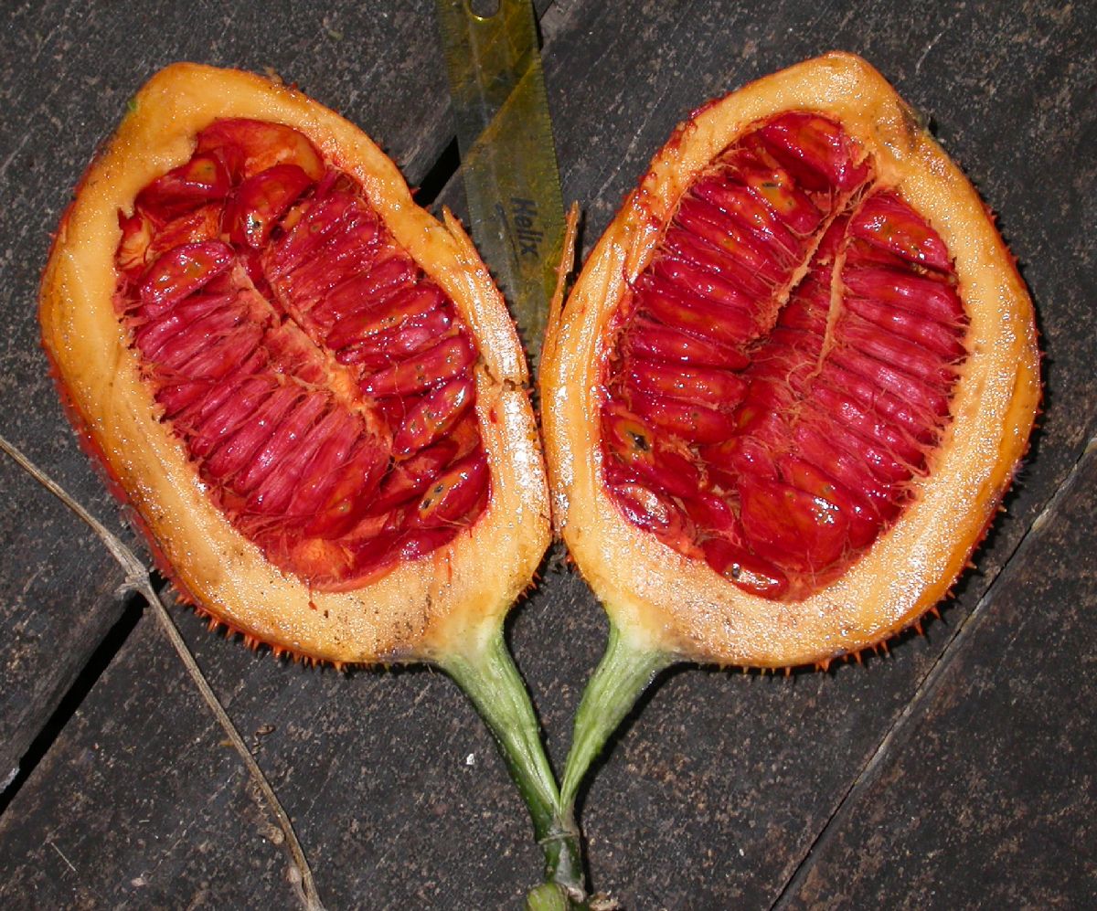 Cucurbitaceae Momordica subangulata