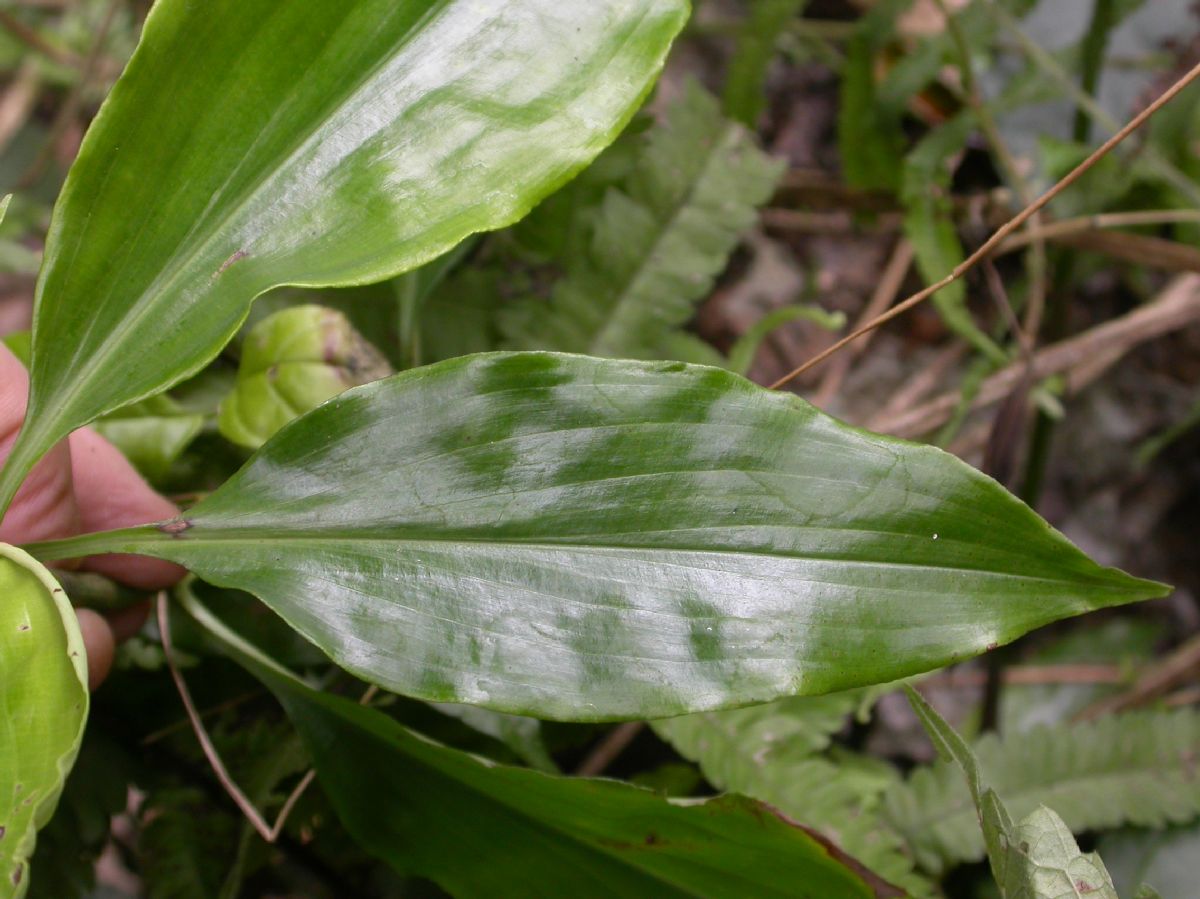 Commelinaceae Pollia thyrsiflora