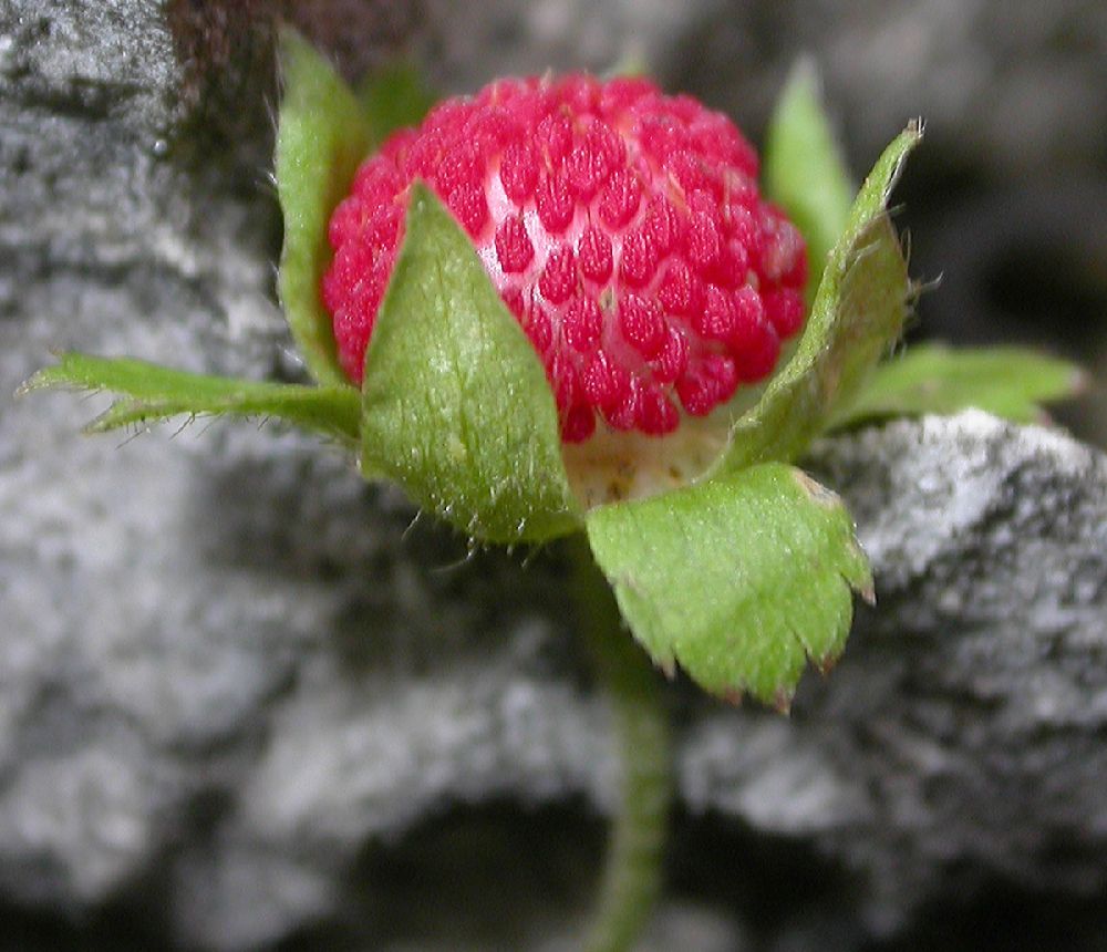 Rosaceae Fragaria nilgerrensis