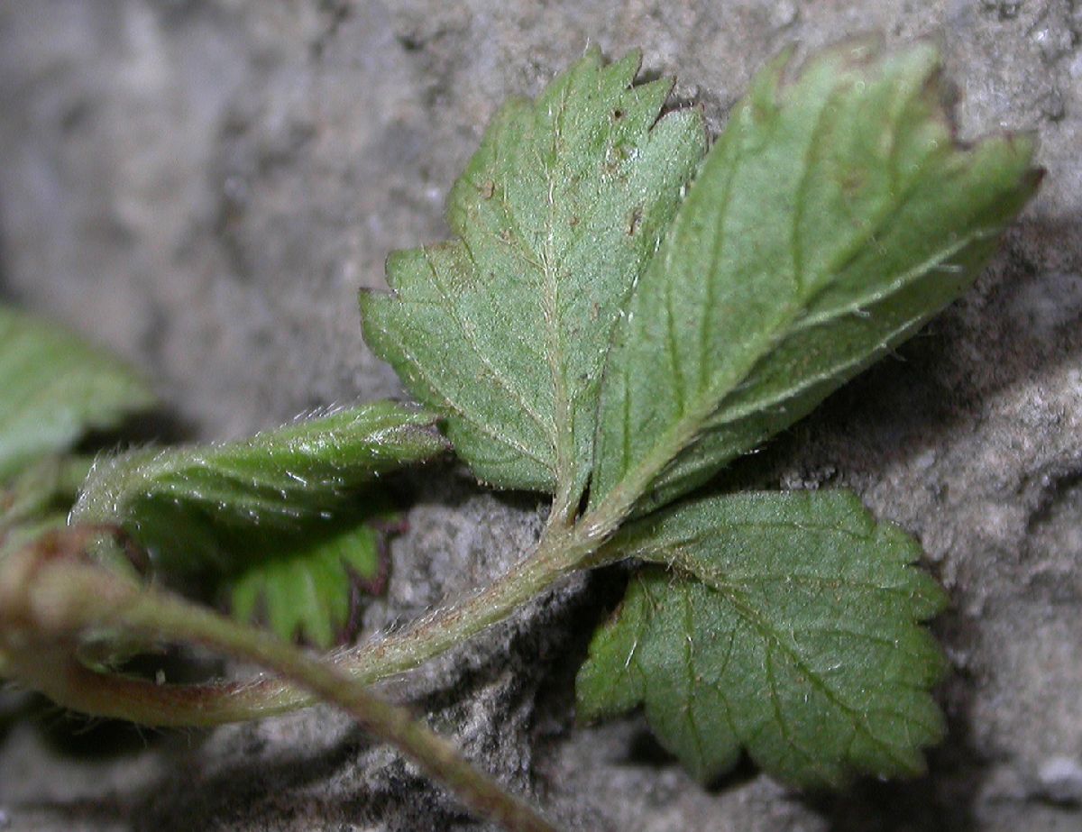 Rosaceae Fragaria nilgerrensis