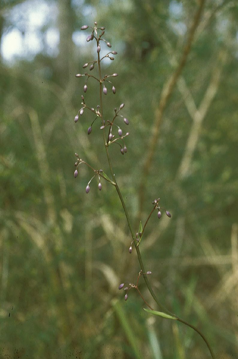 Asphodelaceae Dianella 
