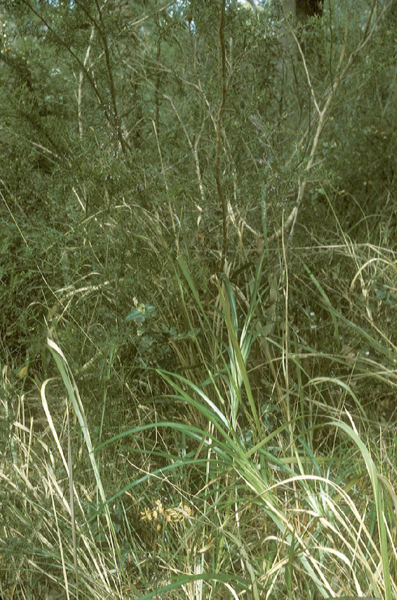Asphodelaceae Dianella 