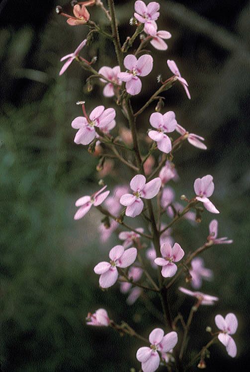 Stylidiaceae Stylidium 