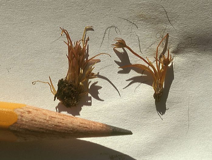 Hydatellaceae Trithuria submersa