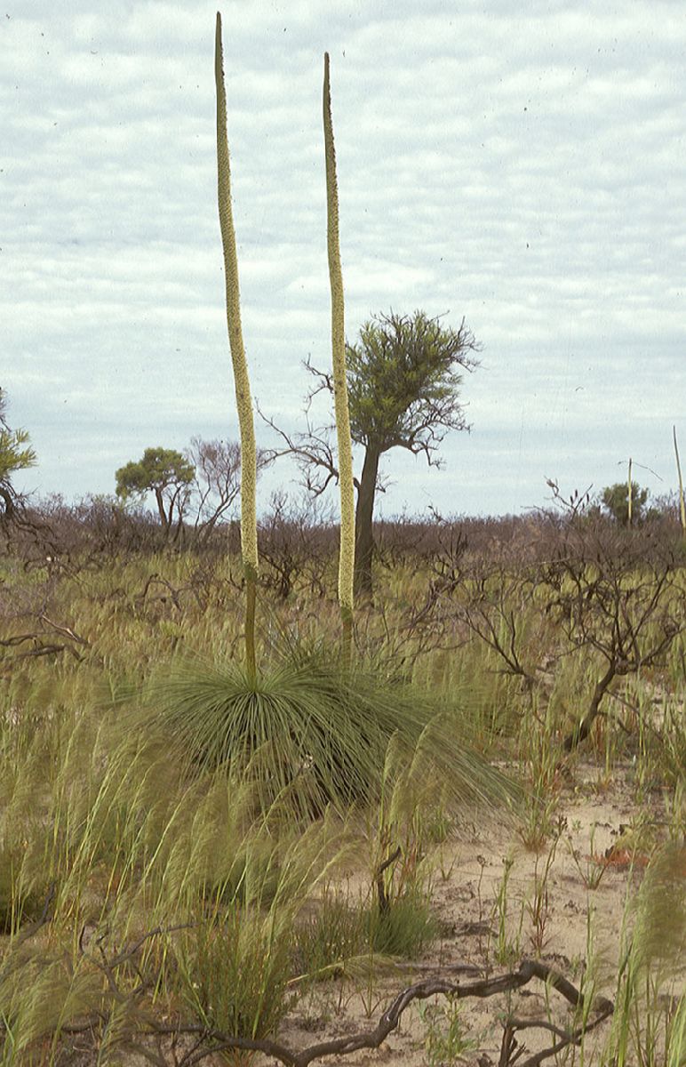Asphodelaceae Xanthorrhoea 