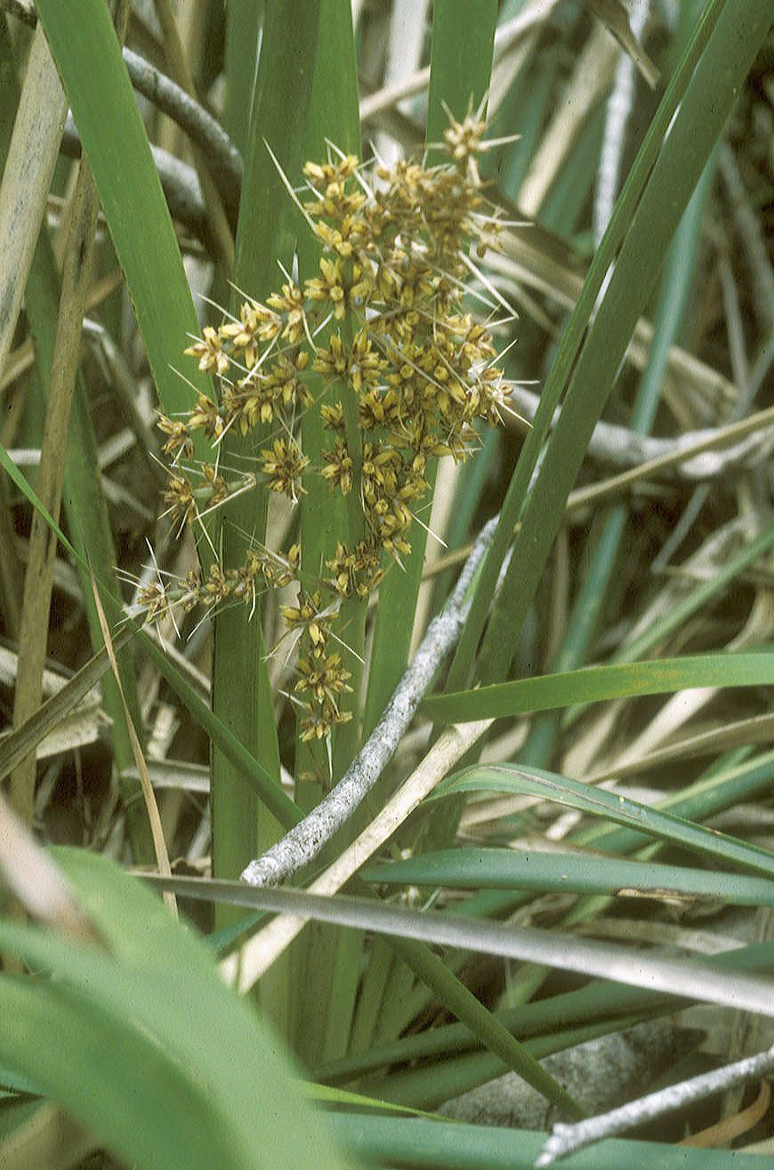 Asparagaceae Lomandra 