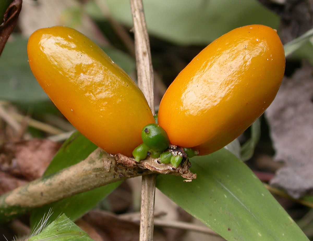 Araceae Aglaonema 