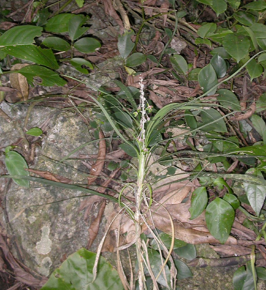 Asparagaceae Ophiopogon dracaenoides
