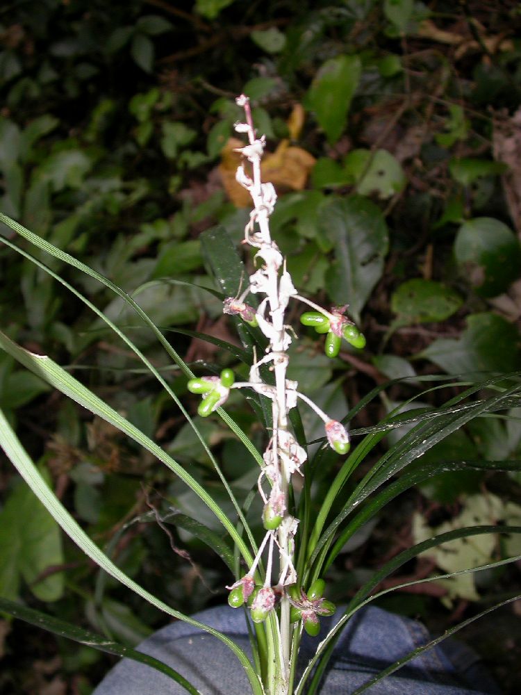 Asparagaceae Ophiopogon dracaenoides