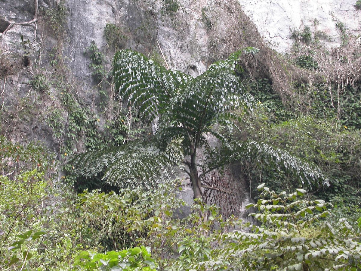 Arecaceae Caryota 