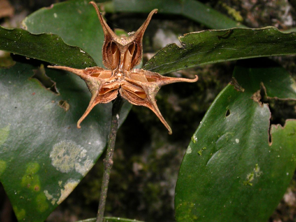 Buxaceae Buxus 