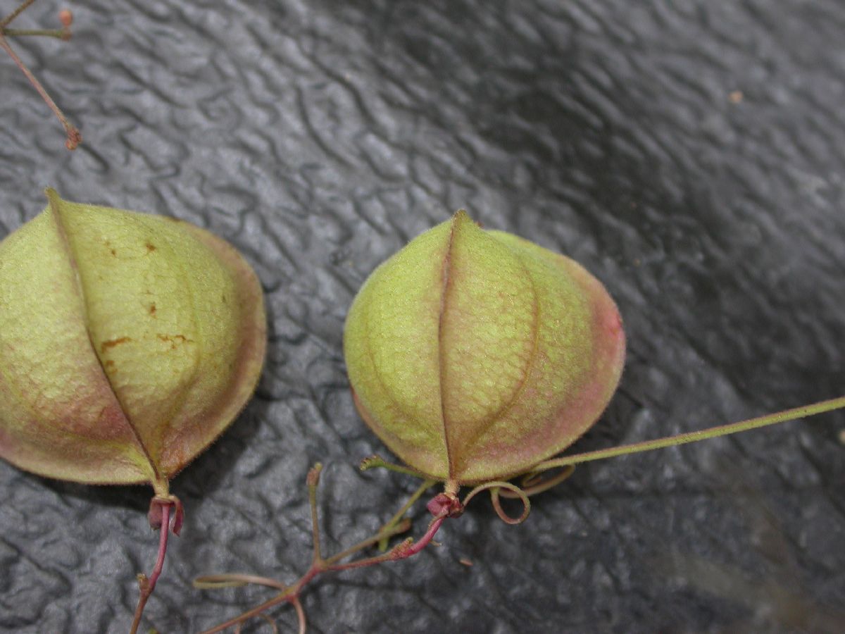 Sapindaceae Cardiospermum 