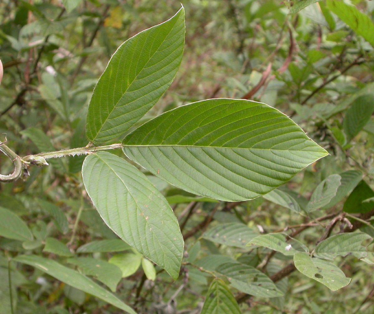 Fabaceae Flemingia macrophylla