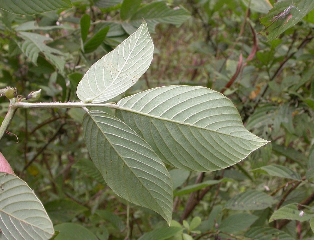 Fabaceae Flemingia macrophylla