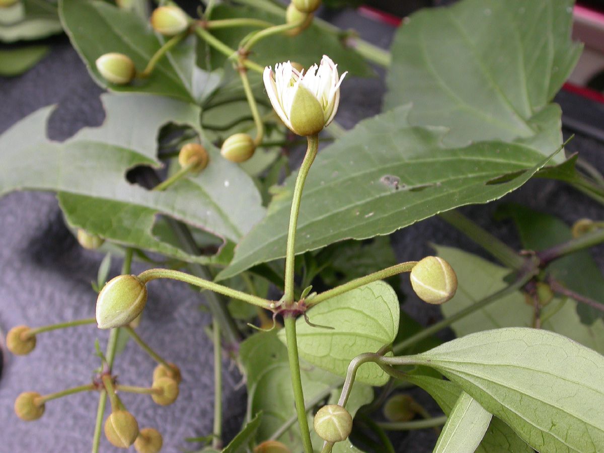 Ranunculaceae Naravelia laurifolia