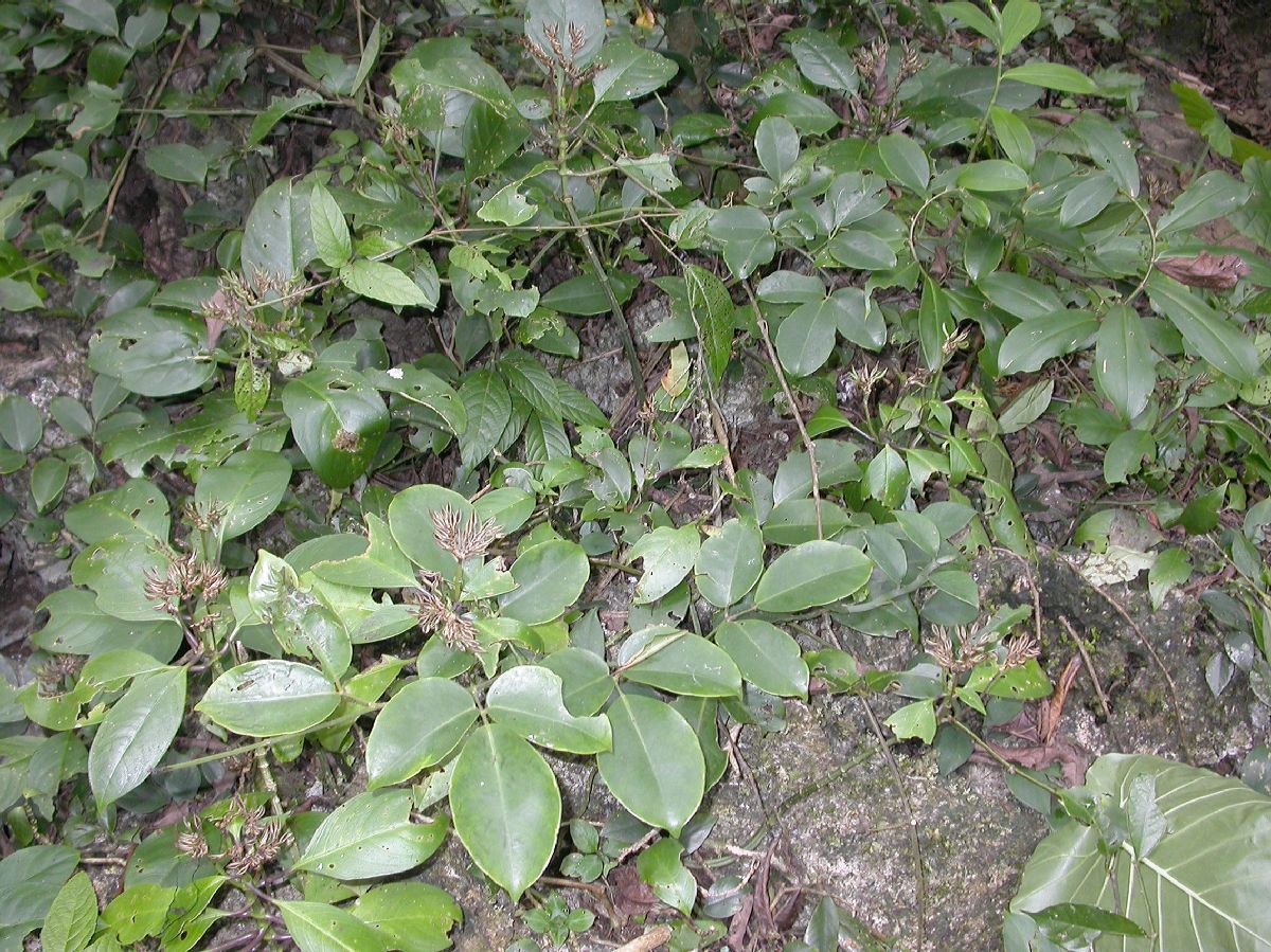 Acanthaceae Phlogacanthus 