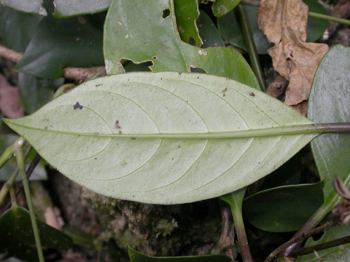 Acanthaceae Phlogacanthus 