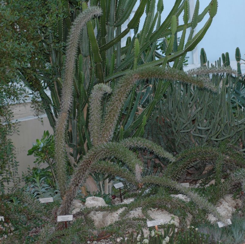 Didiereaceae Didierea trollii