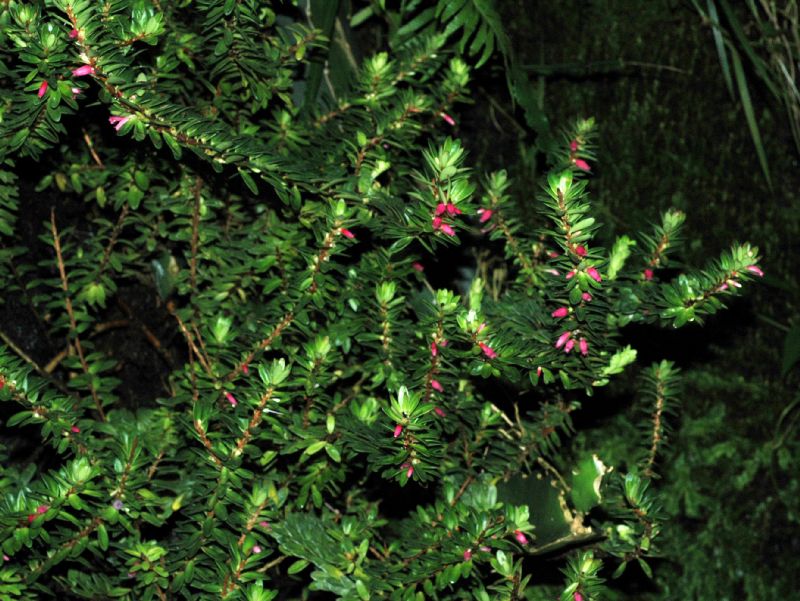 Ericaceae Disterigma rimbachii