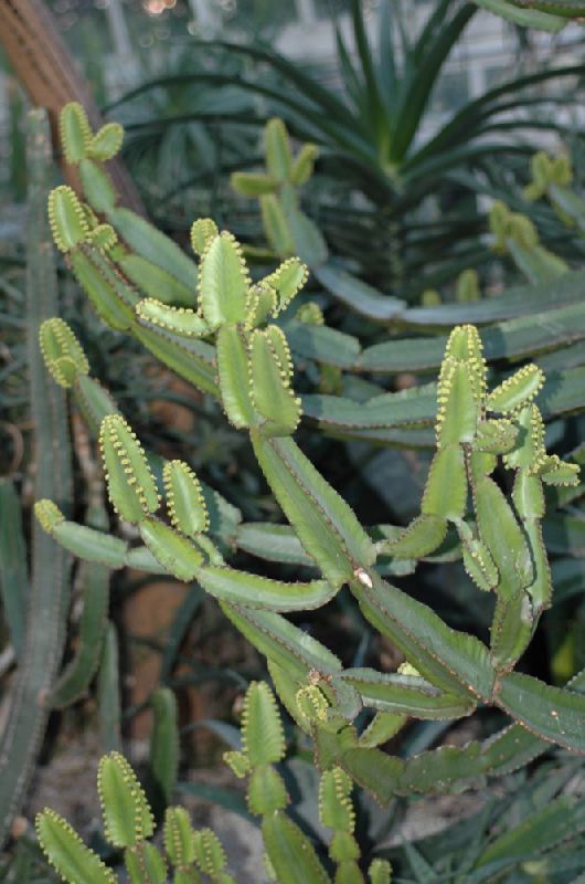 Euphorbiaceae Euphorbia 