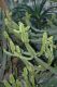 image of Euphorbia 