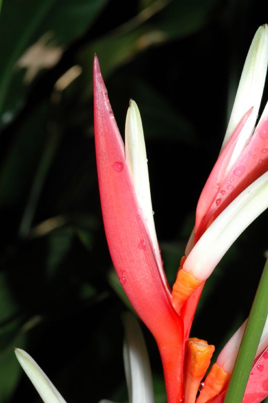 Heliconiaceae Heliconia angusta