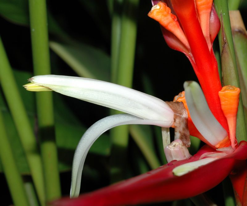 Heliconiaceae Heliconia angusta