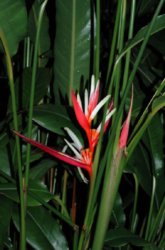 Heliconiaceae Heliconia angusta