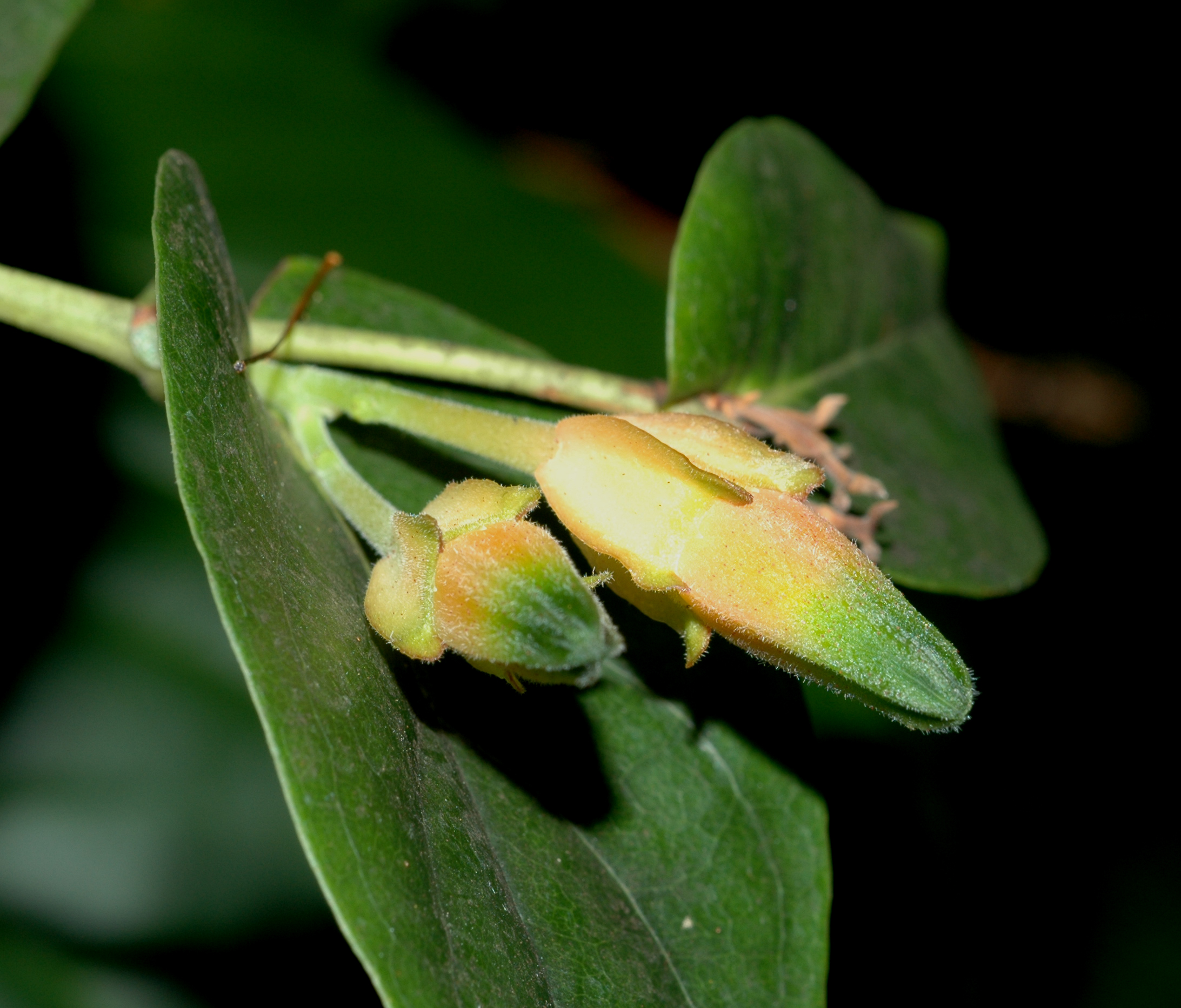 Ericaceae Macleania pentaptera