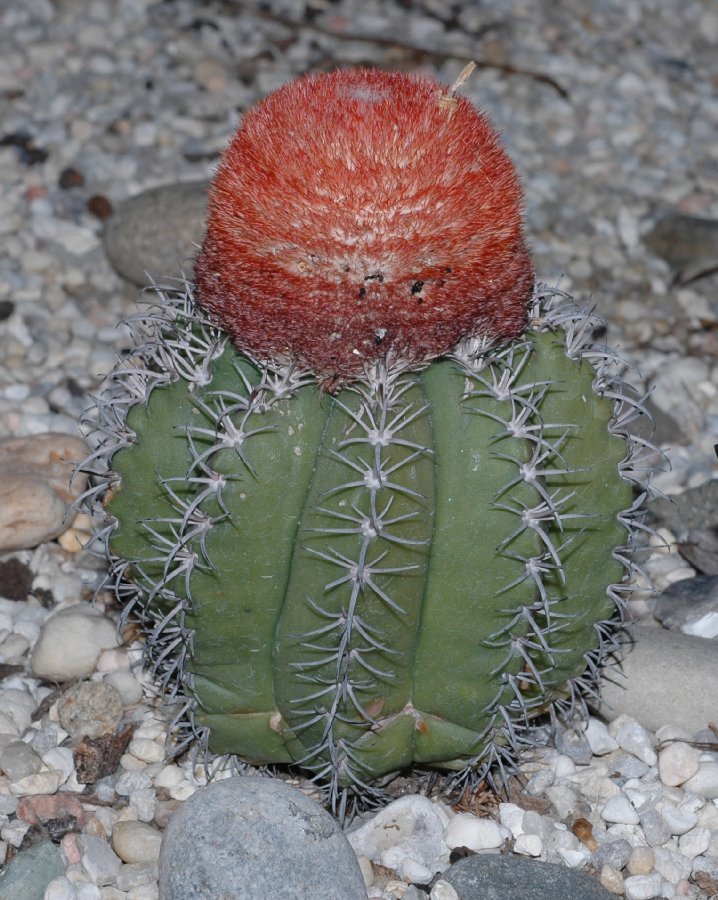 Cactaceae Melocactus matanzanus