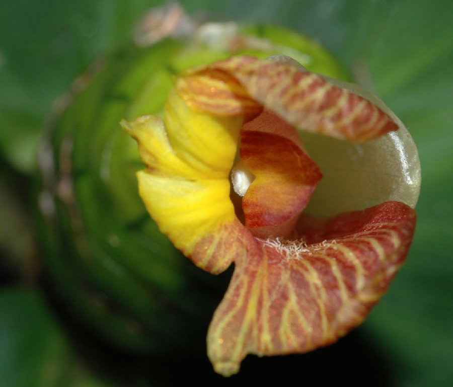 Costaceae Costus malortieanus