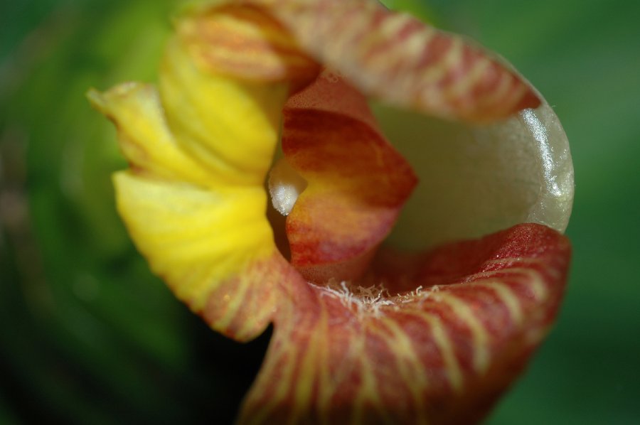 Costaceae Costus malortieanus