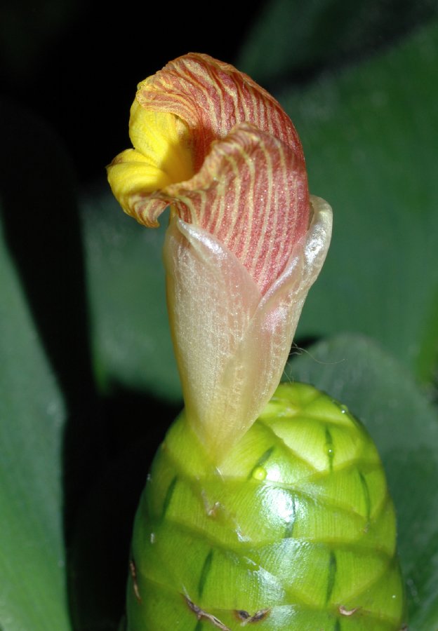 Costaceae Costus malortieanus