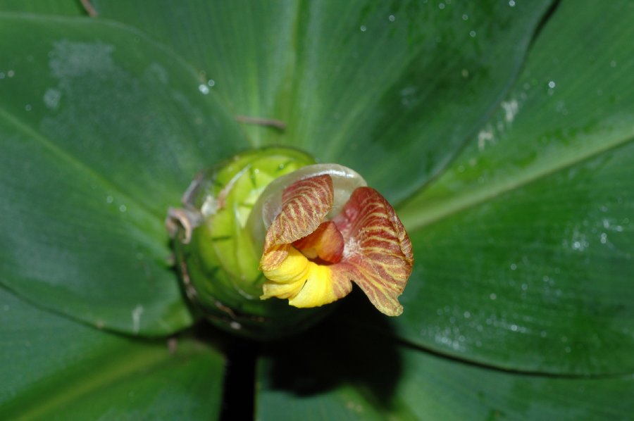 Costaceae Costus malortieanus